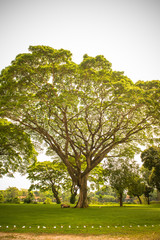 Big trees and branches extend to shade.