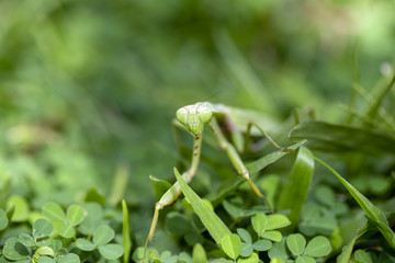 Praying mantis, mantis religiosa in green grass background, close up. Bali, Indonesia