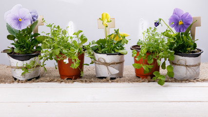 Fototapeta na wymiar Gardening tools and flowers seedlings of viola and lobelia in pots on white wooden table. Spring in the garden concept background with free text space top view, flat lay .