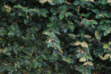 Wall of leaves ivy texture
