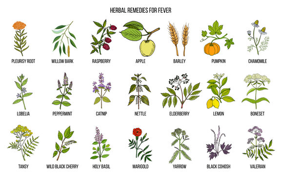 Best medicinal herbs for fever