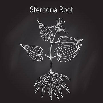 Stemona tuberosa, medicinal plant
