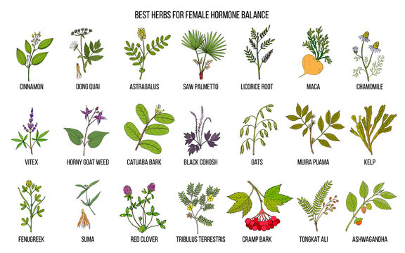 Best Herbs For Female Hormone Balance