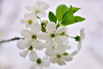 Cherry blossom in spring