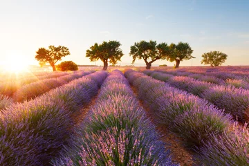 Fotobehang Lavendel Lavendel, Provence, Frankrijk