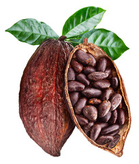 Open cocoa pod with cocoa seeds which is hanging from the branch. Conceptual photo.