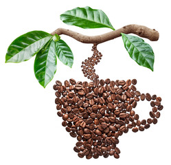 Roasted coffee beans in the shape of coffee cup hanging from coffee branch.