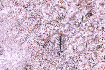 桜の花