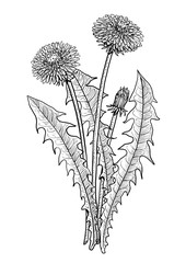 Obraz premium Ilustracja kwiat mniszka lekarskiego, rysunek, grawerowanie, atrament, grafika liniowa, wektor