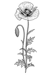 Poppy flower illustration, drawing, engraving, ink, line art, vector