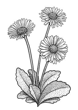 Common daisy illustration, drawing, engraving, ink, line art, vector