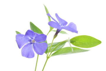 Flowers of periwinkle isolated on white