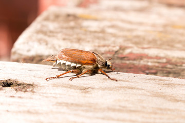 Cockchafer or May-beetle on an old wooden bench . Insect Macro