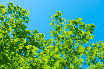 新緑イメージ　いちょう