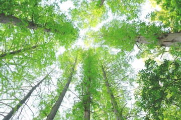 新緑を見上げて