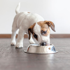 Puppy eating food from bowl