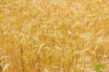 Ripe wheat on a field closeup