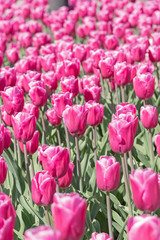 Fototapeta premium Tulip garden with pink tulips