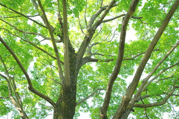 Fototapeta premium 爽やかな新緑を見上げて