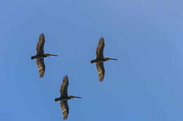three pelicans in flight, against the blue cloudless sky during the day, the tropics, the Dominican Republic