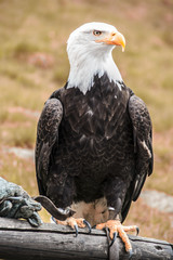 Weißkopfseeadler