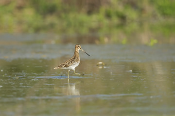 beccaccino in palude
