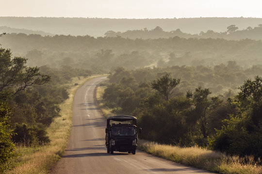Fototapeta Morning safari drive in Kruger National park, South Africa