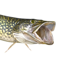 Pike fish isolated on white background. Head of trophy with open jaw with teeth