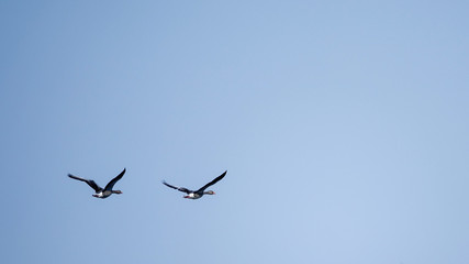 Two greylag geese flying with a sky in the background.