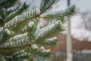 Evergreen tree under snow