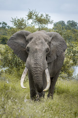 Obraz na płótnie Canvas African bush elephant in Kruger National park, South Africa