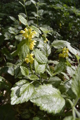 Silberblättrige Goldnessel am Waldrand (Lamium argentatum)