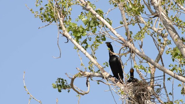 HD Video of double crested cormorants nesting in a tree with new spring leaves. Once threatened by the use of DDT, the numbers of this bird have increased markedly in recent years.