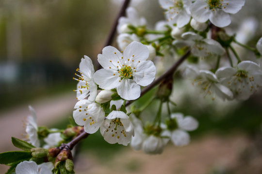 a blooming cherry