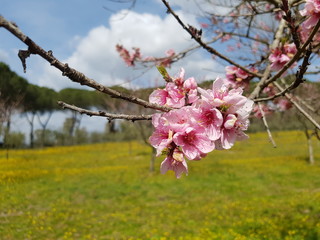 Fiori di Pesco