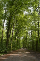 Obraz premium Spazierweg im Krefelder Forstwald (Niederrhein historischer Landschaftspark)