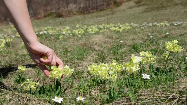 Gathering fresh herbs. Girls hands are picking a flowers in spring. Woman picking Cowslip (Primula veris) flowers on meadow 