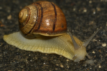 улитки, природа