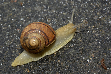 улитки, природа