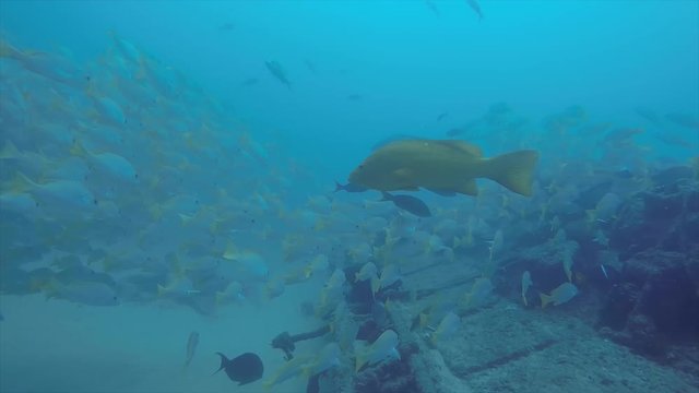 Yellow snapper (Lutjanus argentiventris), forming a school in a shipwreck, reefs of Sea of Cortez, Pacific ocean. Cabo Pulmo, Baja California Sur, Mexico. Cousteau named it The world's aquarium.