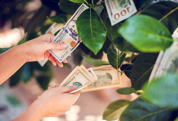 Money tree with dollar bills growing on leaves. hand collect money from money tree