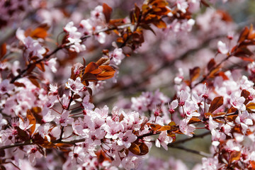 Close-up of pink blossoming branches of the paradise apple tree