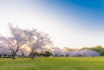 桜 満開 青空 花見