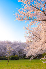 桜 満開 青空 花見