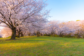 桜 満開 青空 花見
