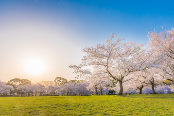 桜 満開 青空 花見