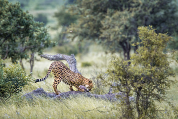 Cheetah in Kruger National park, South Africa