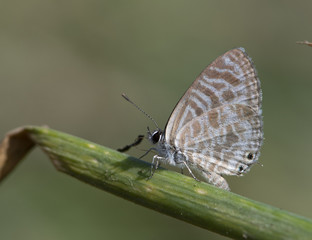 Fototapeta na wymiar Zebra Blue butterfly (Leptotes plinius)
