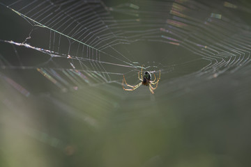 Leucauge Spider at sunrise
