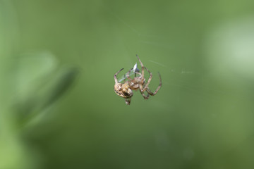 Neoscona sp. Family - Araneidae Orb Viewer hunting 